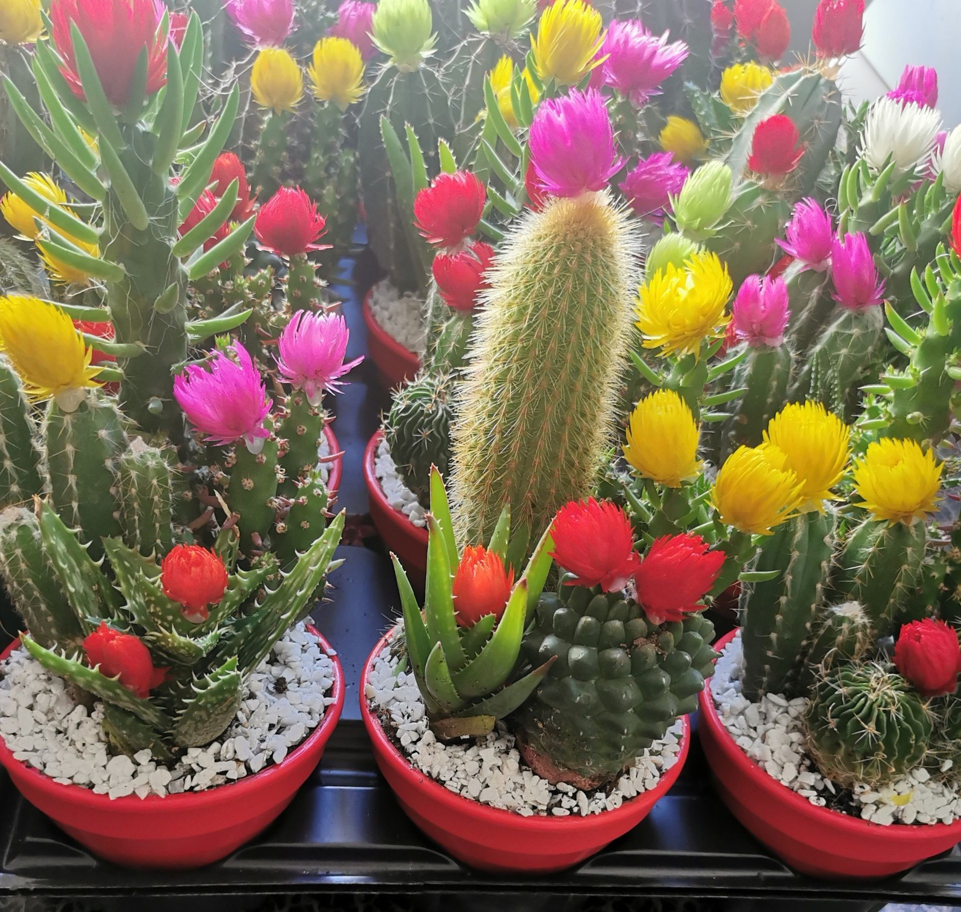 Fioraio D'Ambrogio, fiori e piante, idee regalo