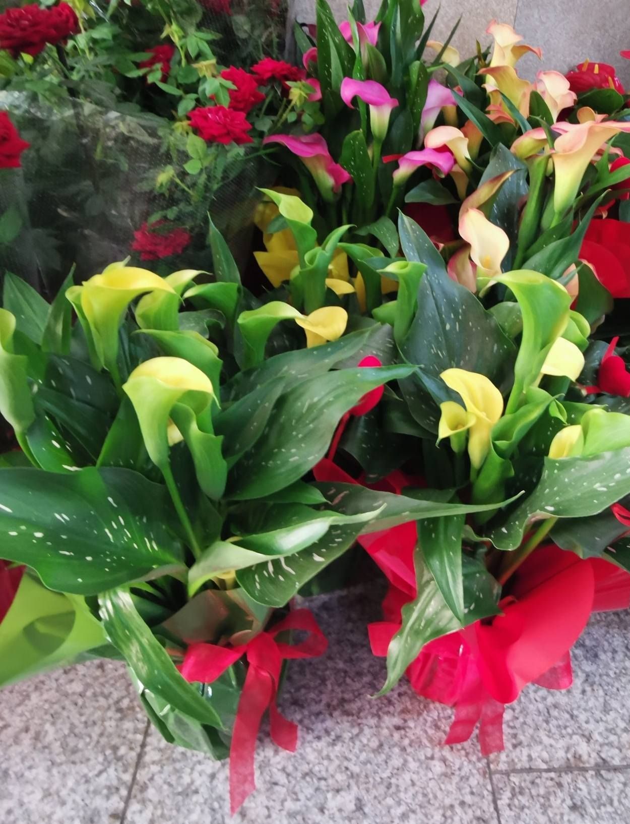 Fioraio D'Ambrogio, fiori e piante, idee regalo