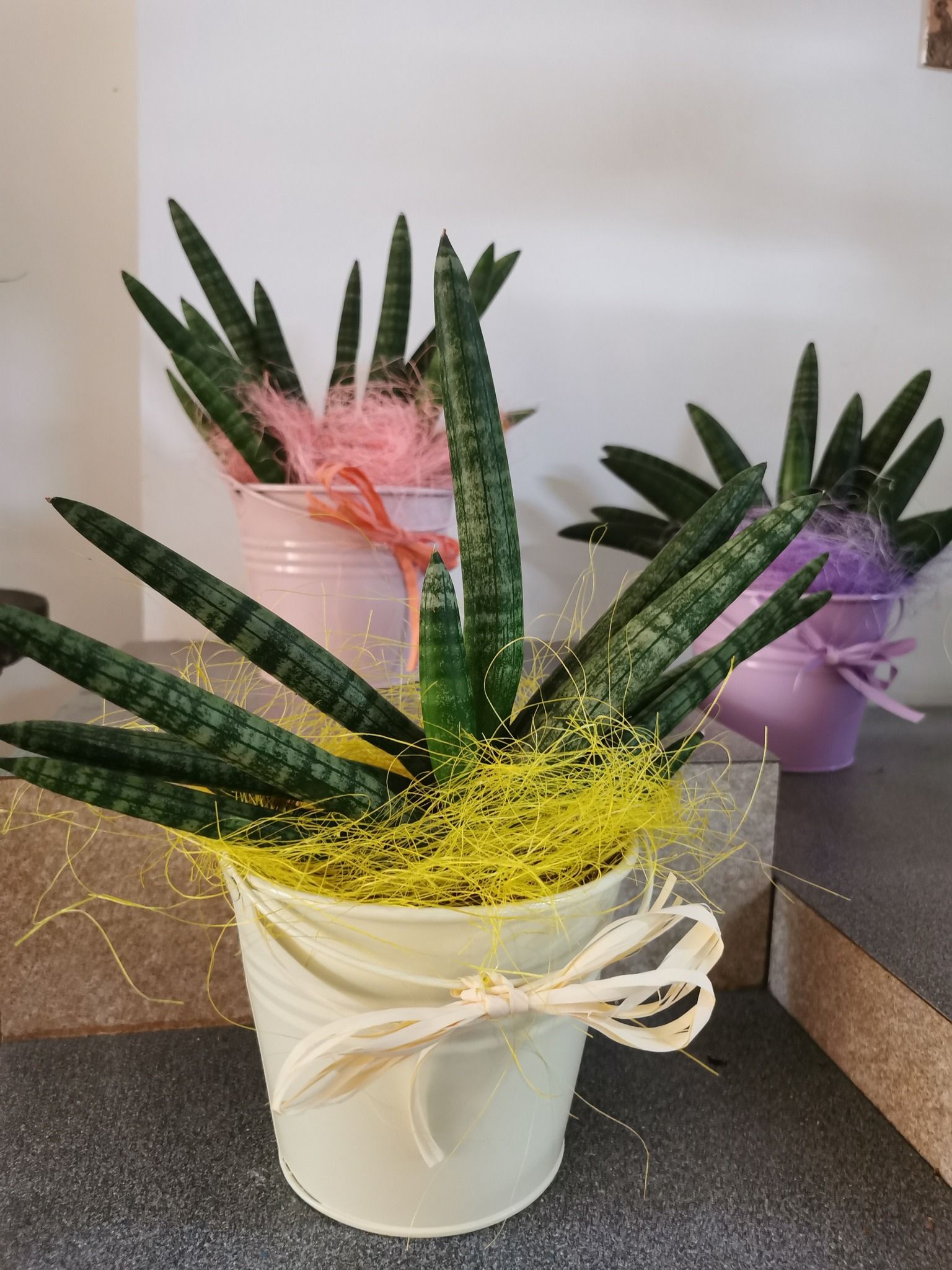 Fioraio D'Ambrogio, fiori e piante, idee regalo