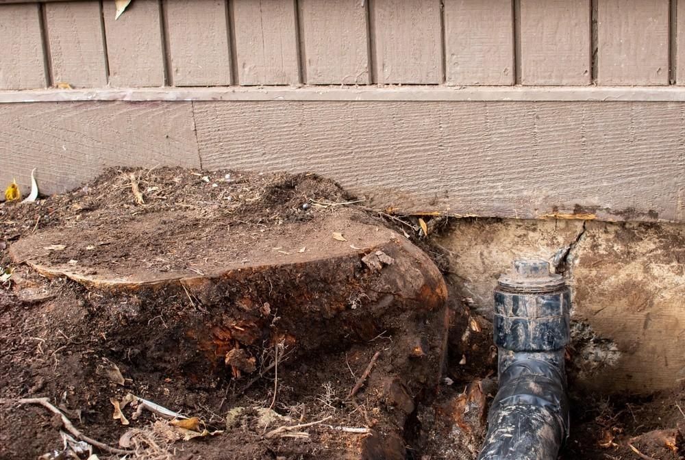 a drain pipe is sitting in the dirt next to a tree stump .