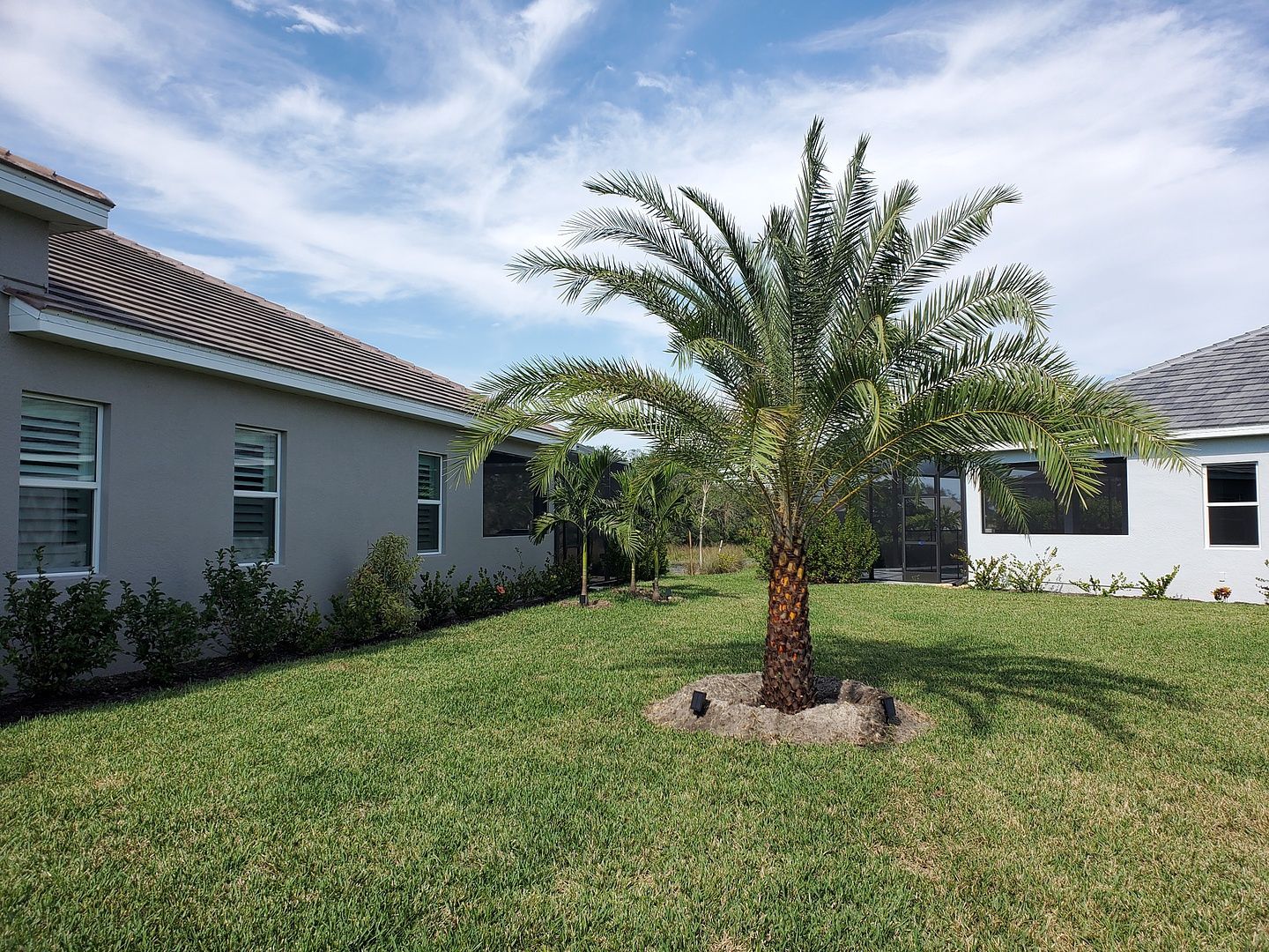 A palm tree is in the middle of a lush green lawn in front of a house.