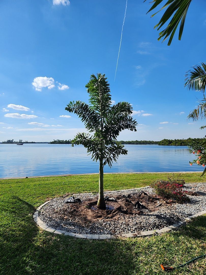 A small tree is sitting in the middle of a lush green field next to a lake.