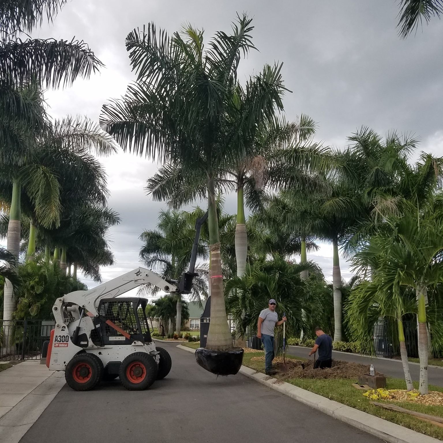 A bobcat is parked on the side of the road next to a palm tree.