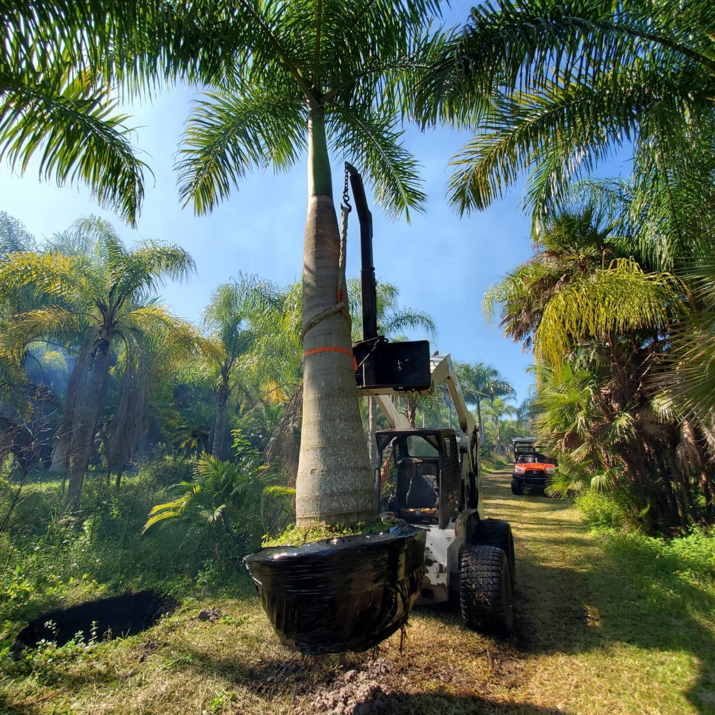 A large palm tree is being lifted by a bulldozer