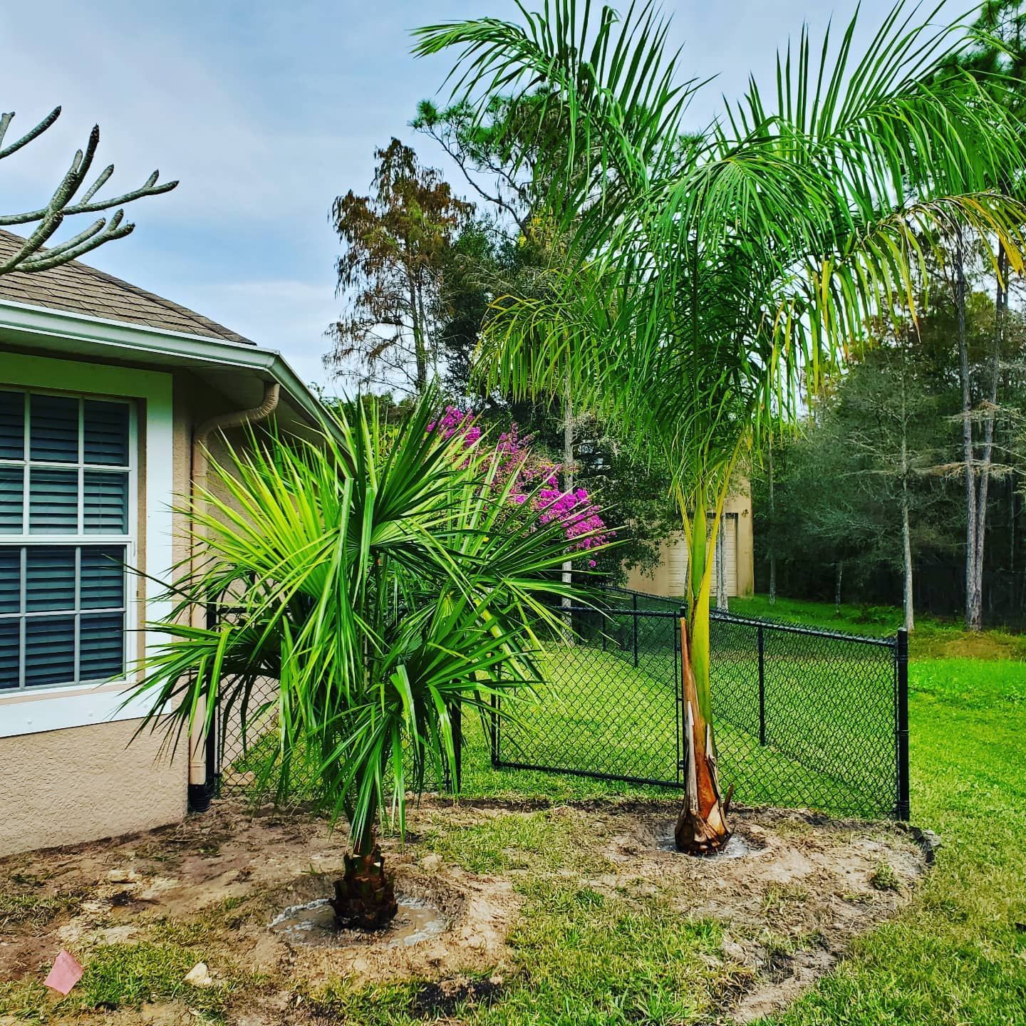 A house with a chain link fence and palm trees in front of it.