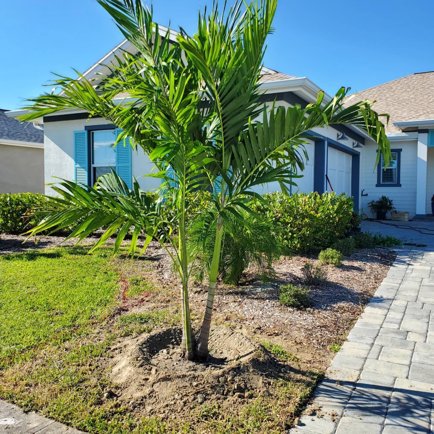 A palm tree is growing in front of a house.