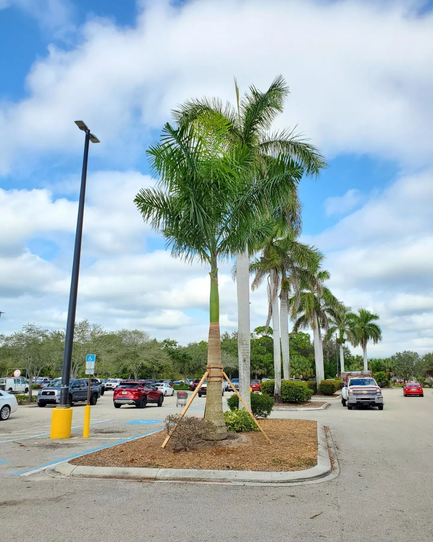 A parking lot with a palm tree in the middle