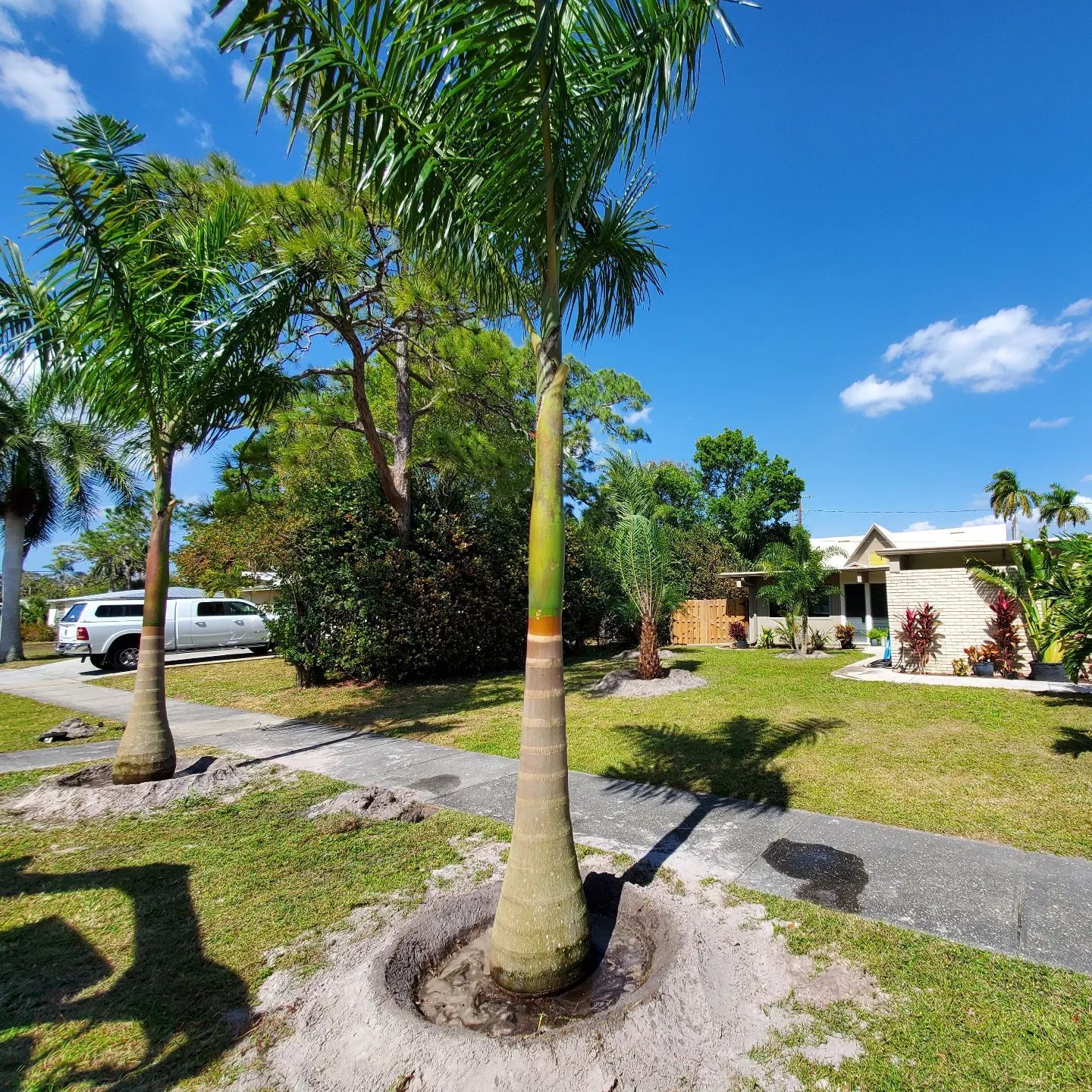 A palm tree is in the middle of a lush green yard