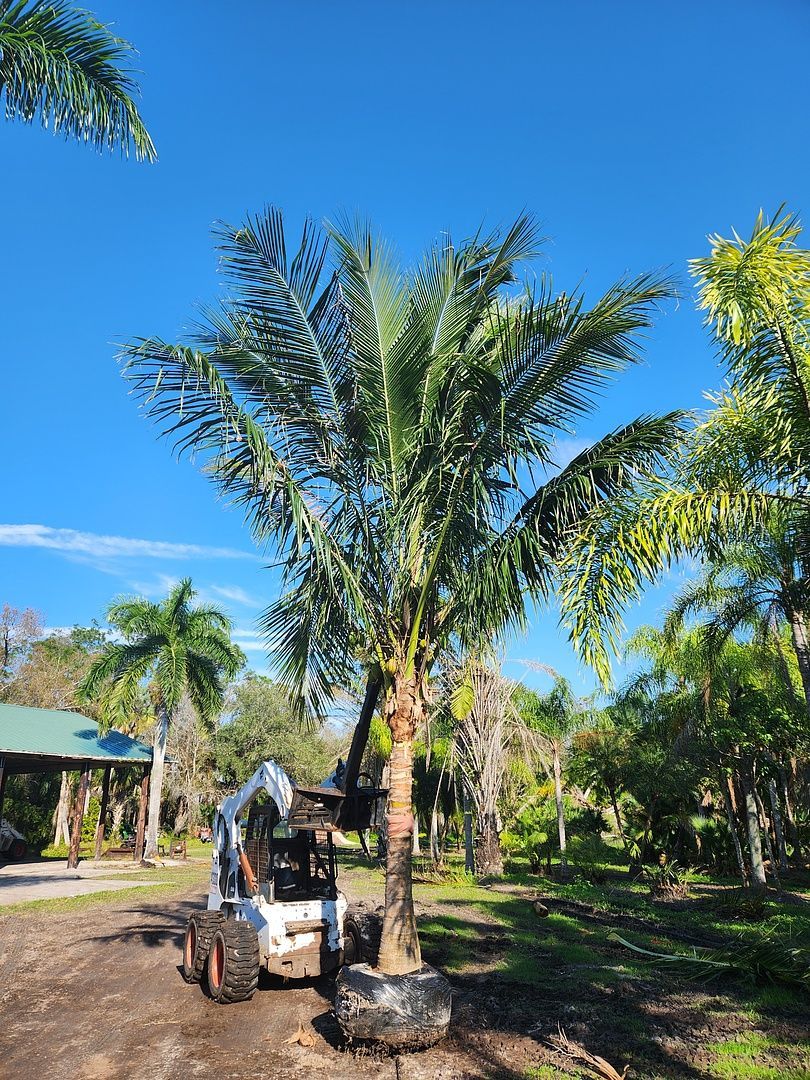 A bulldozer is carrying a large palm tree in a garden.