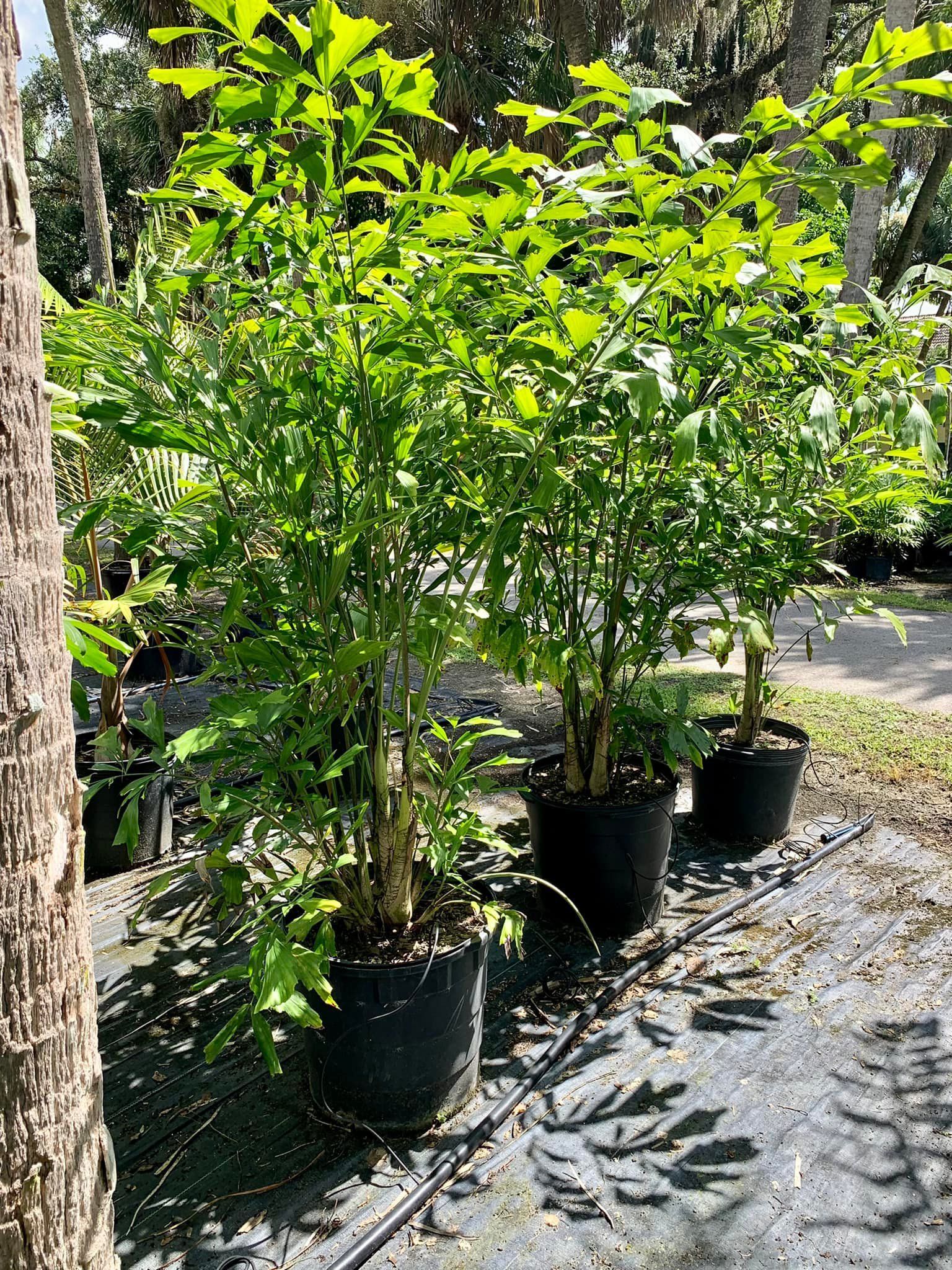 A group of potted plants sitting next to each other in a garden.