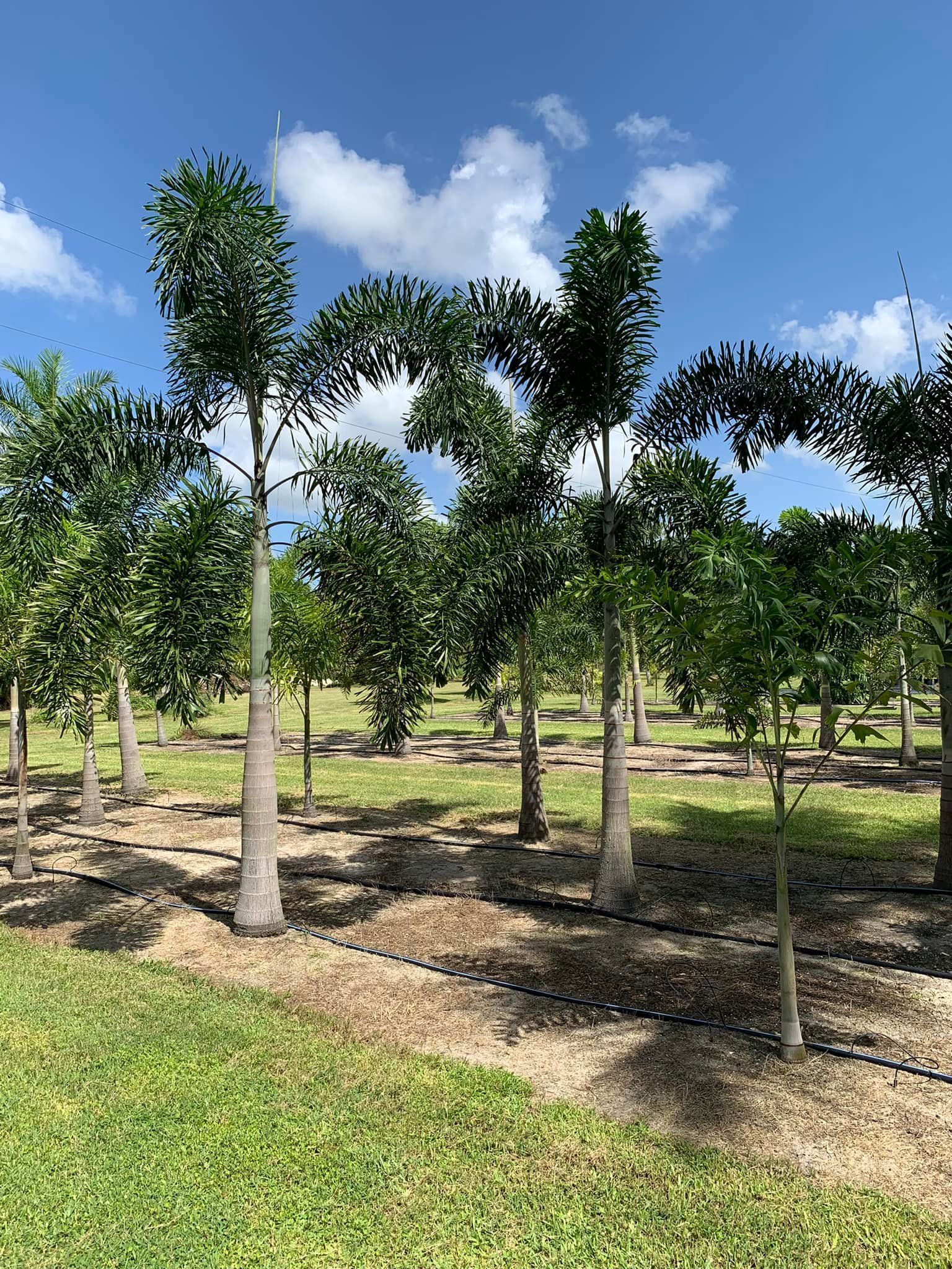 A row of palm trees in a field on a sunny day.