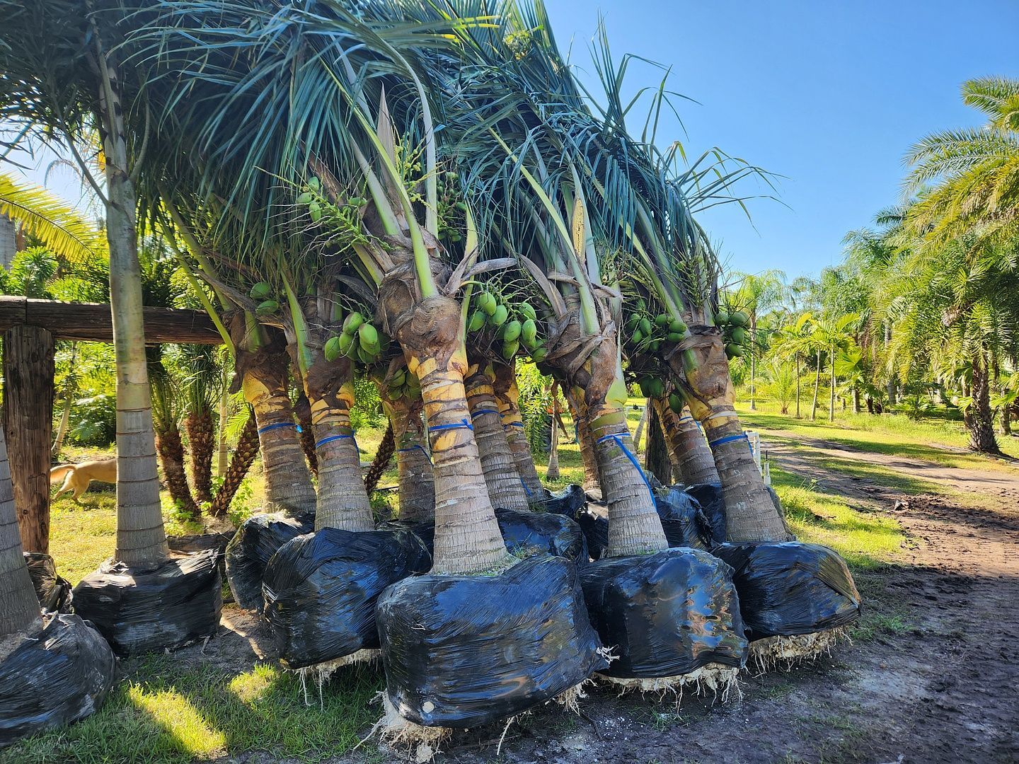 A bunch of palm trees sitting on top of each other in a field.