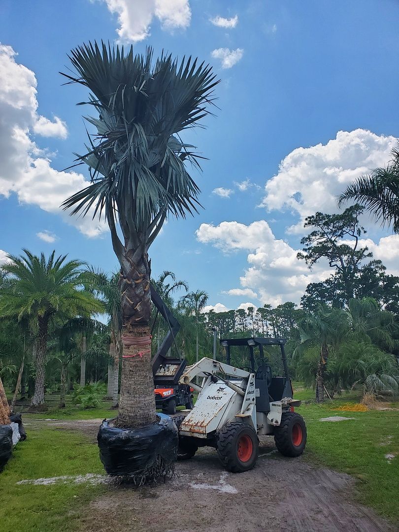 A bulldozer is carrying a large palm tree in a pot.