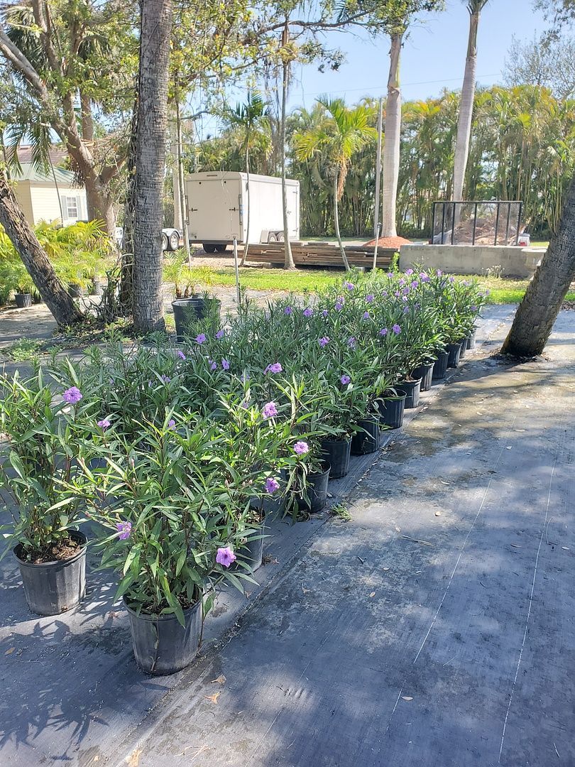 A row of potted plants sitting on the side of a road.