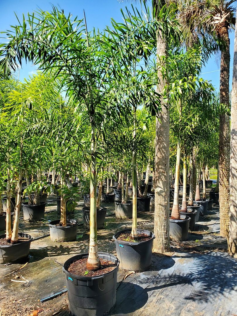 A bunch of trees in pots in a garden.