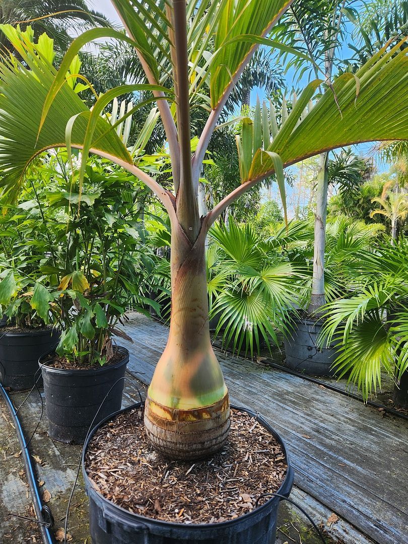 A palm tree in a black pot in a garden.