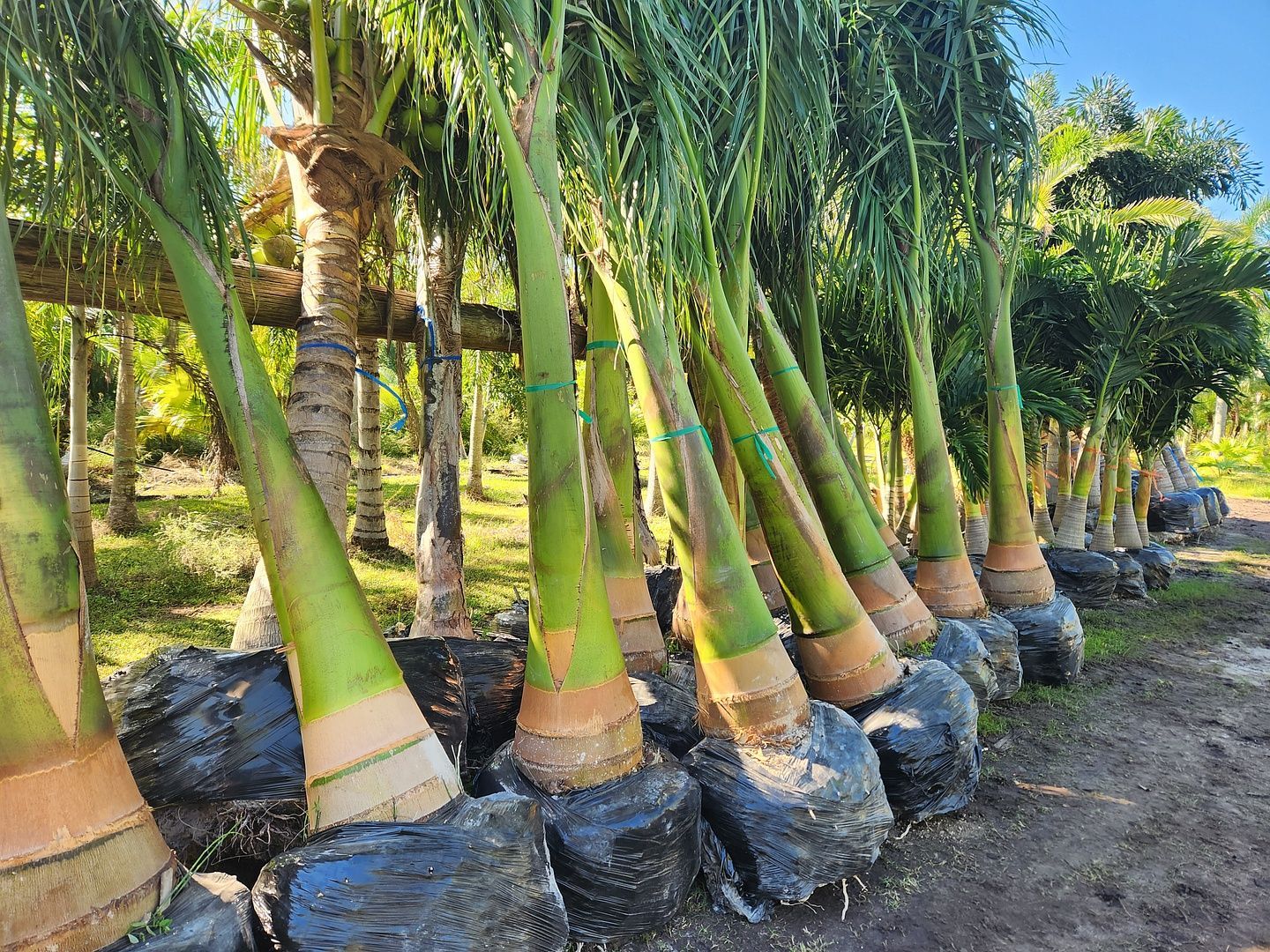 A row of palm trees sitting on top of each other in a garden.