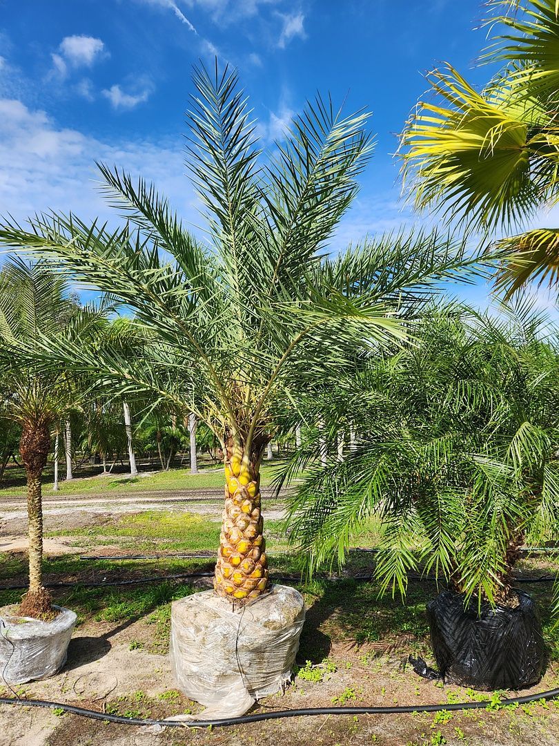 A group of palm trees sitting next to each other in a garden.