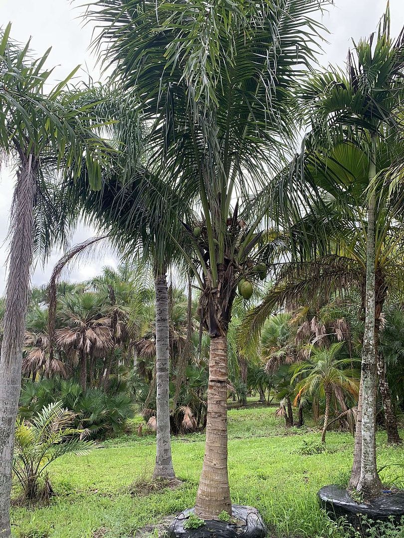 A group of palm trees standing next to each other in a field.