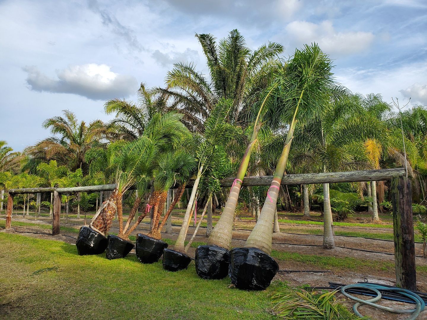A group of palm trees sitting on top of a lush green field.
