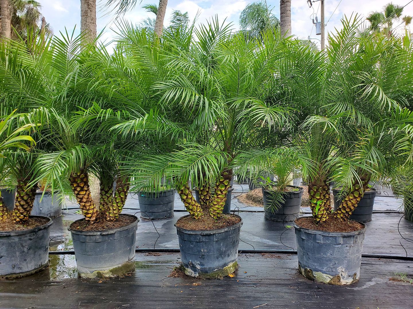 A row of potted palm trees sitting on top of a wooden table.