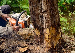 Stump & Tree Removal Services Greensboro, NC