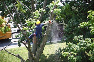 Tree Service in Greensboro, NC