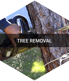 Tree Removal Service Greensboro, NC