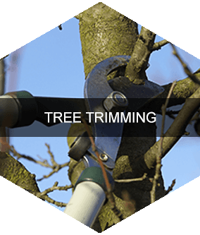 Tree Company Serving Greensboro, NC
