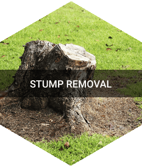 Tree Removal Oak Ridge, NC