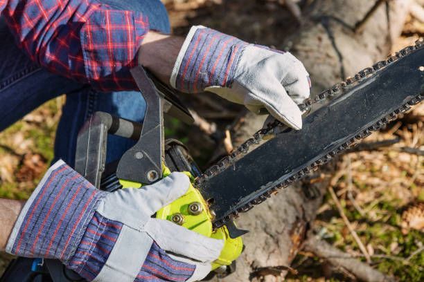 A person is using a chainsaw to cut a tree.