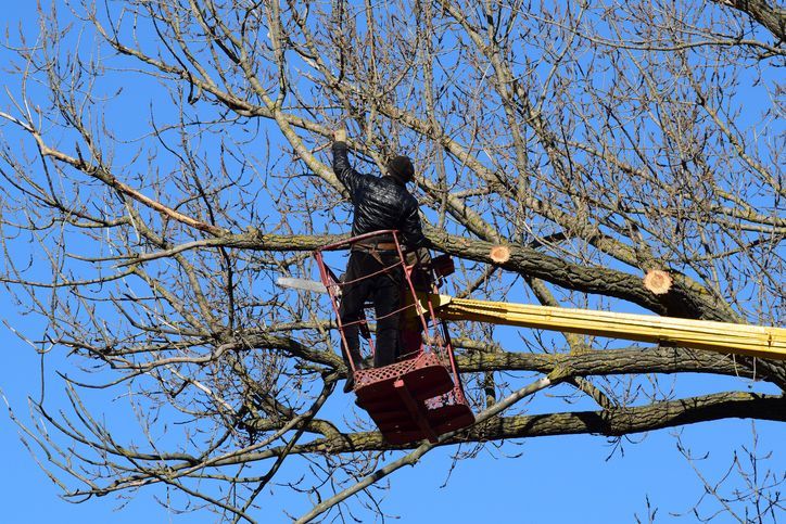 A man in a bucket is cutting a tree branch.