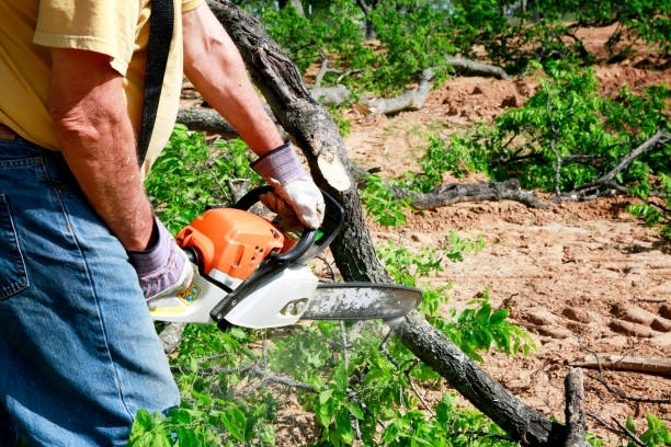 Old man is cutting a tree branch with a chainsaw.