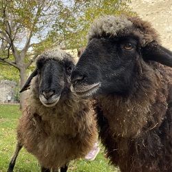 Tierpatenschaft Alpines Steinschaf