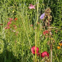 Artenvielfalt Diversität