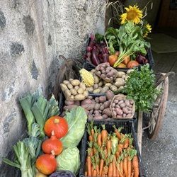 Pala Birne Mals im Vinschgau