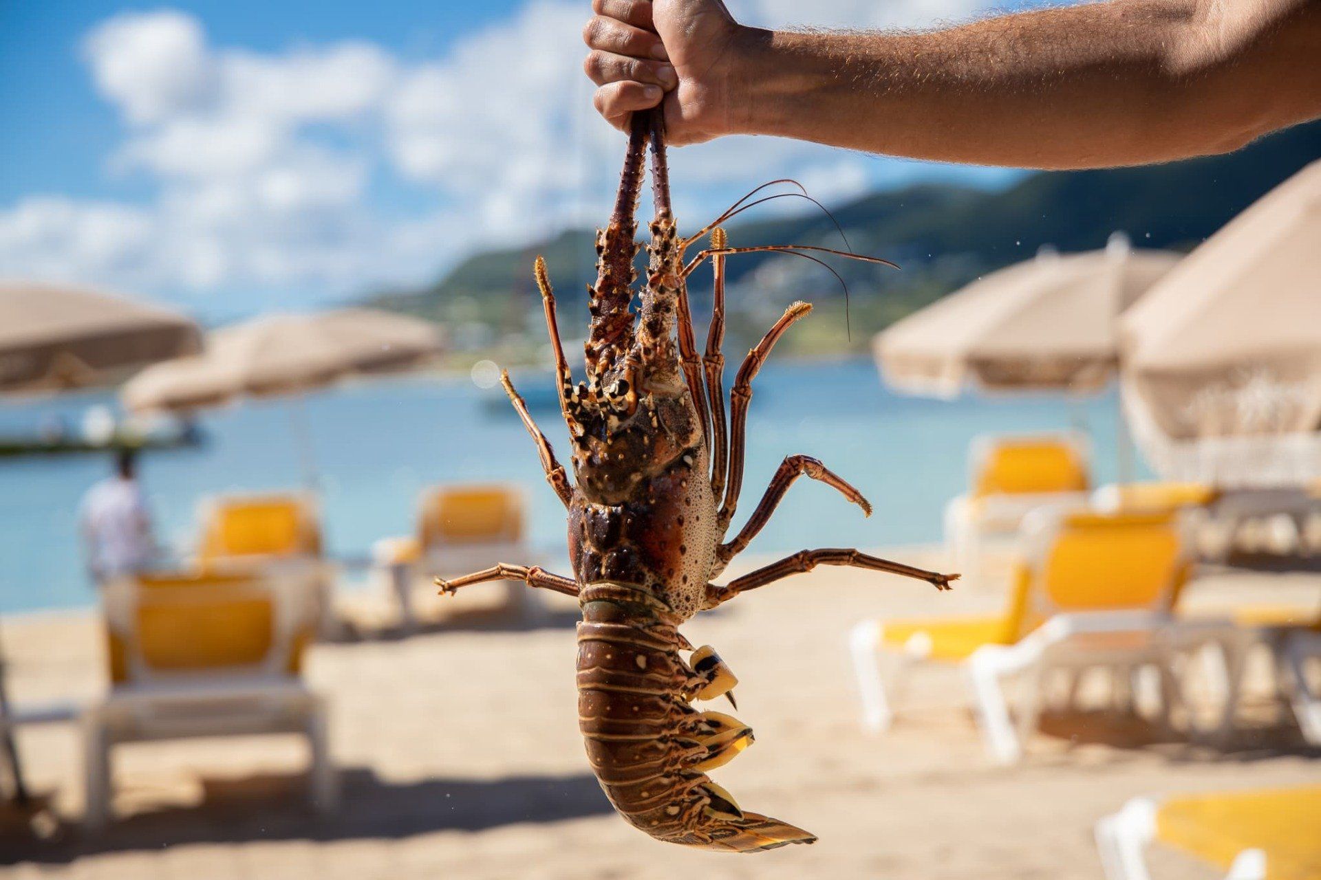 A person is holding a lobster on a beach.