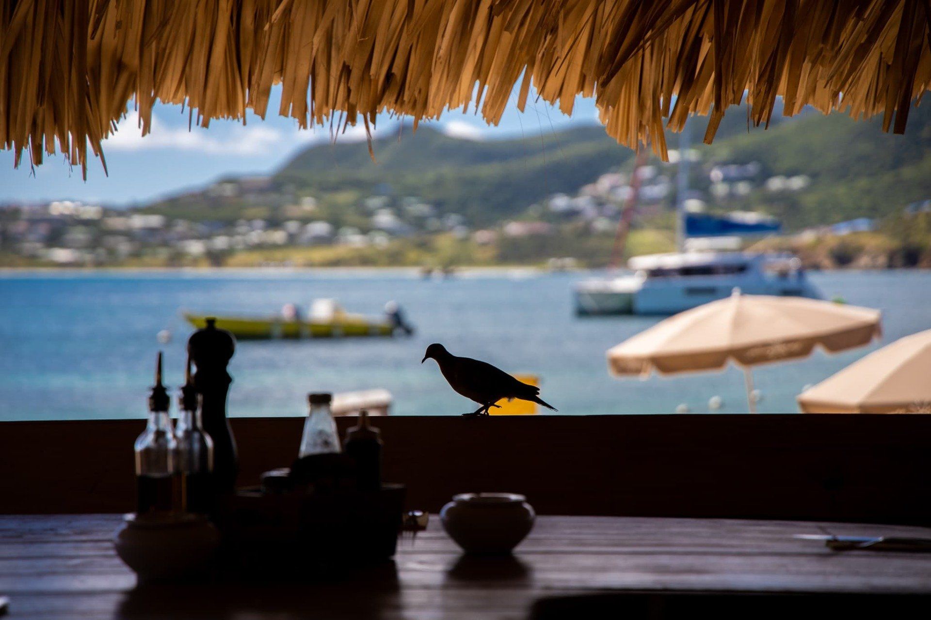 A bird sits on a table in front of a thatched roof overlooking the ocean.