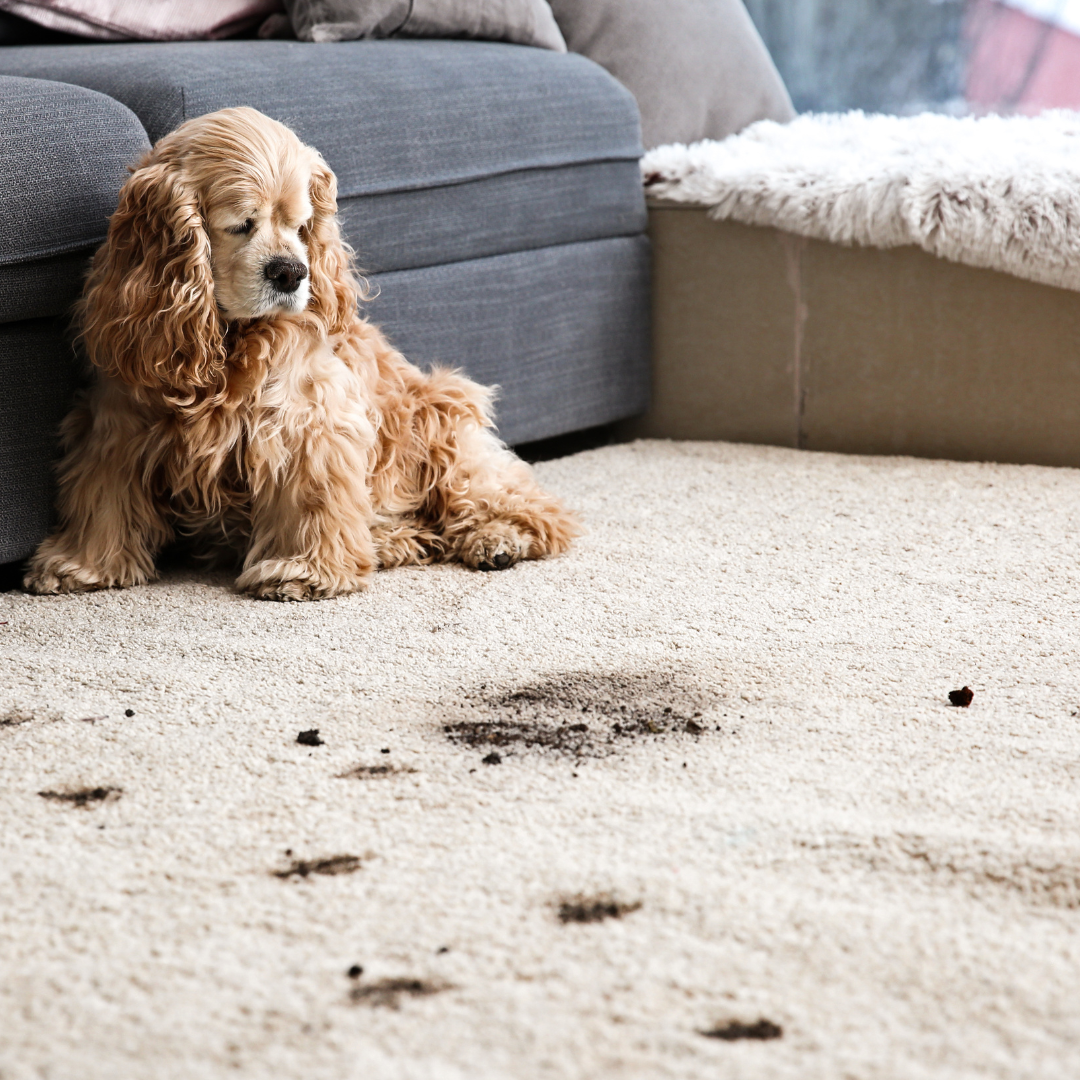 A cocker spaniel is sitting on a dirty carpet next to a couch.