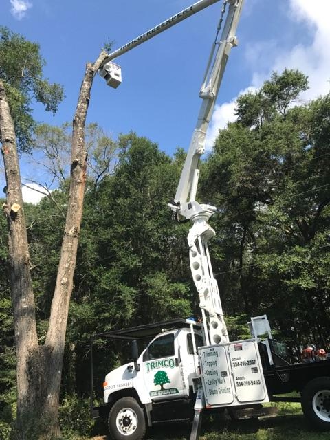 Man performing tree cutting services in Headland, AL