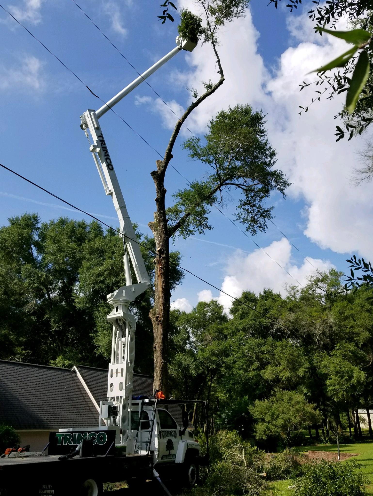 Tree trimming service, tall truck with lift reaches tree near power lines; blue sky.