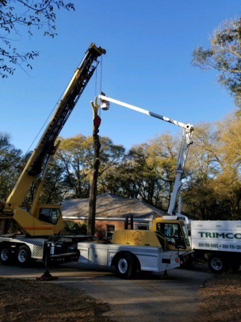 Crane and truck removing a tree; clear sky, residential setting.