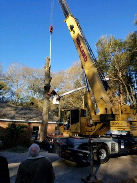 A crane lifting a tree trunk. Yellow crane, clear blue sky, two people watching near a house.