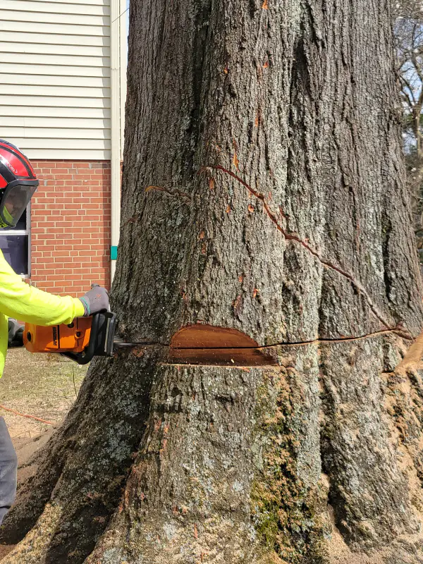 Tree Service 58