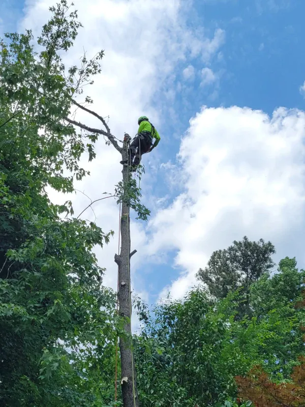 Tree Service 61