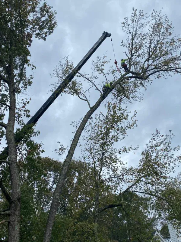 Tree Service 49