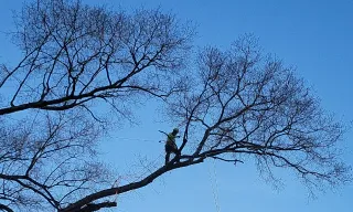 Tree Service 56