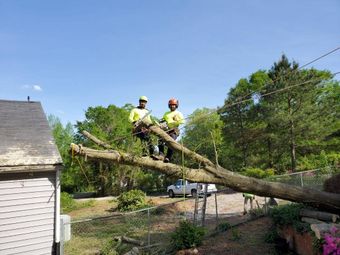 Tree Removal Pittsboro & Hillsborough, NC
