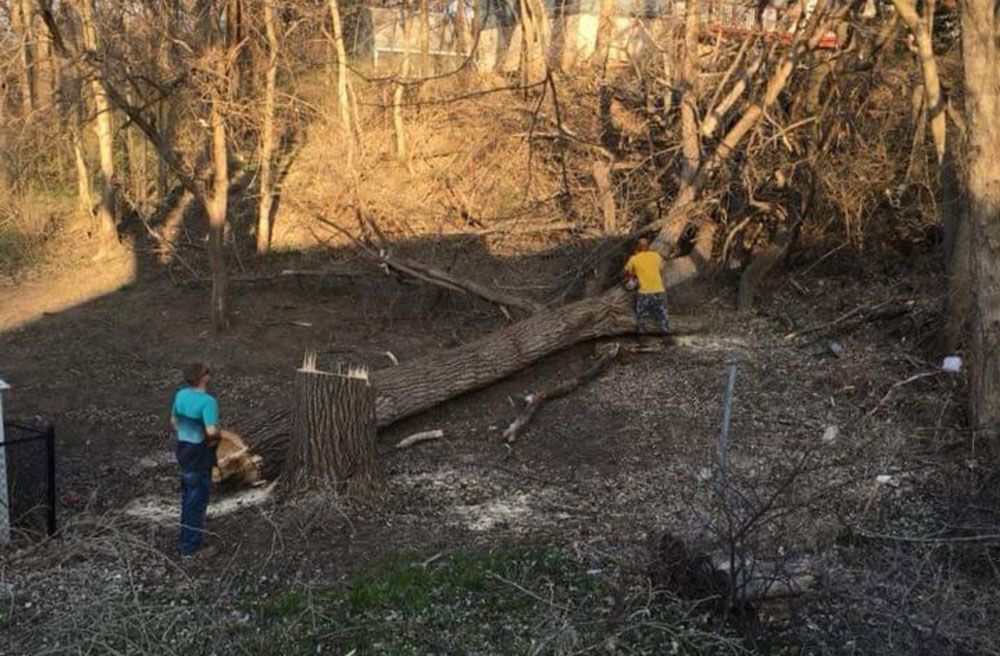 A group of people are cutting down a tree in the woods.