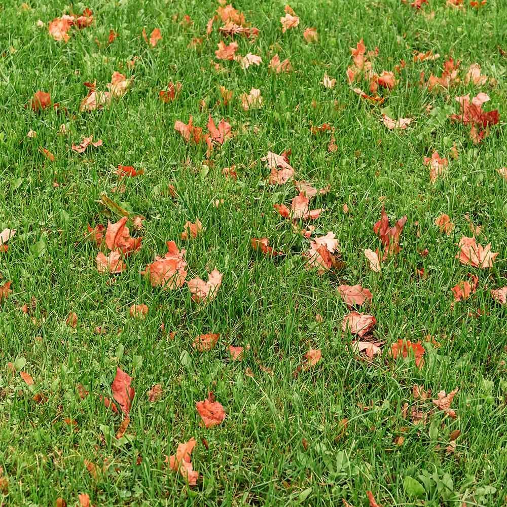 A lawn with a lot of leaves on it